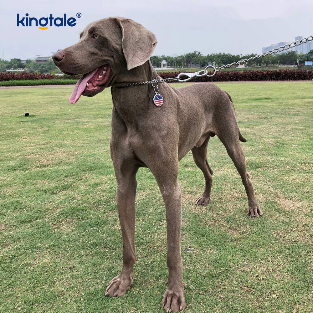 Metal Training Dog Choke Collar Slip P Chain Heavy Chain Para sa Mga Aso