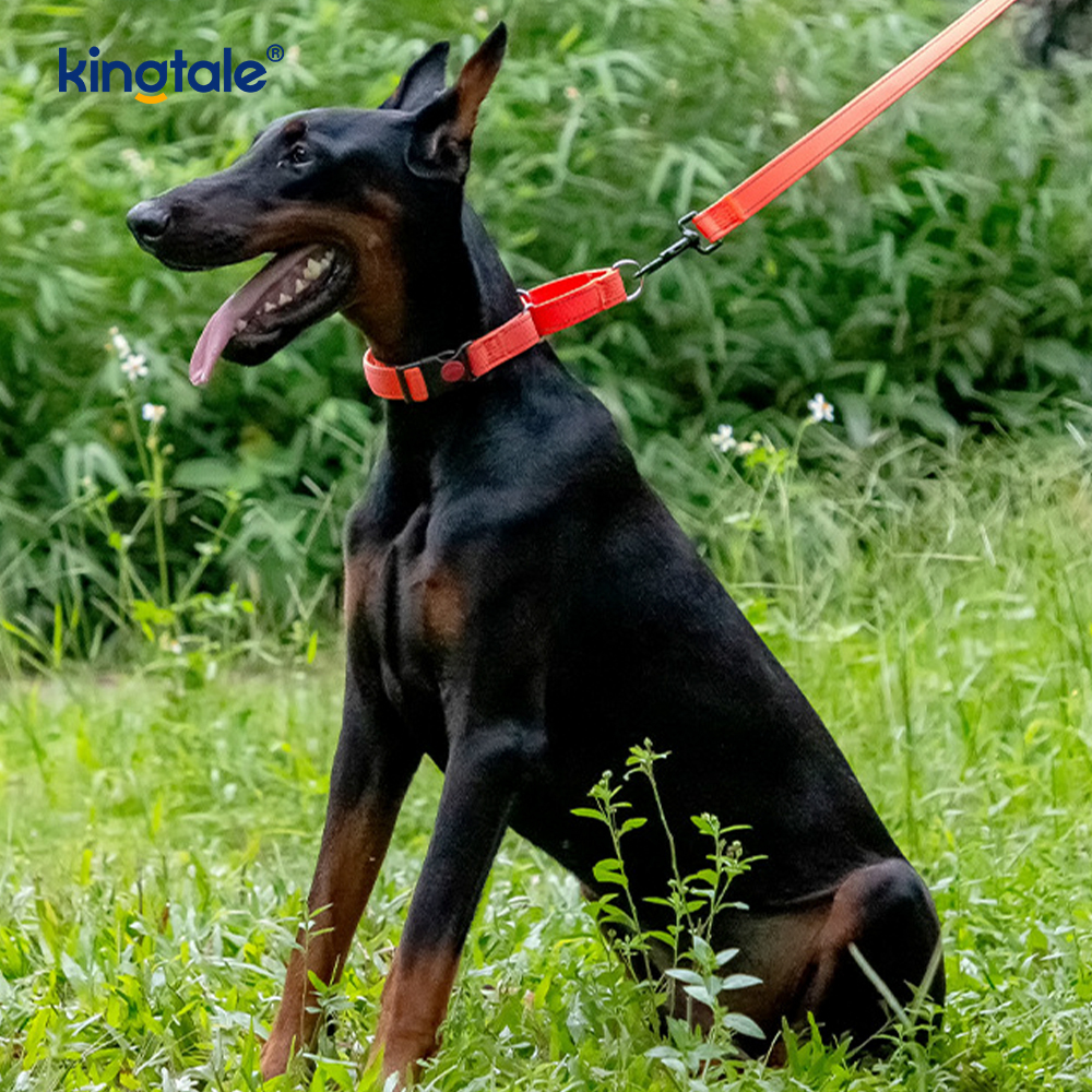 Walang Pull Reflective Adjustable Nylon Martingale Dog Collar Para sa S M A L L Dogs