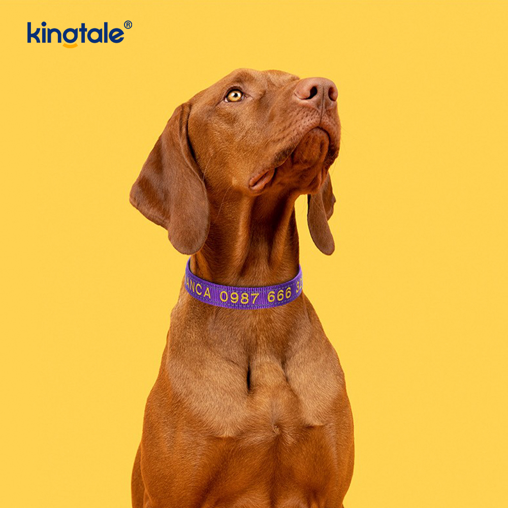 Serbisyo ng Dog Collar Coded Buckle Design Para sa Pag-iwas sa Aksidente Nagbabala