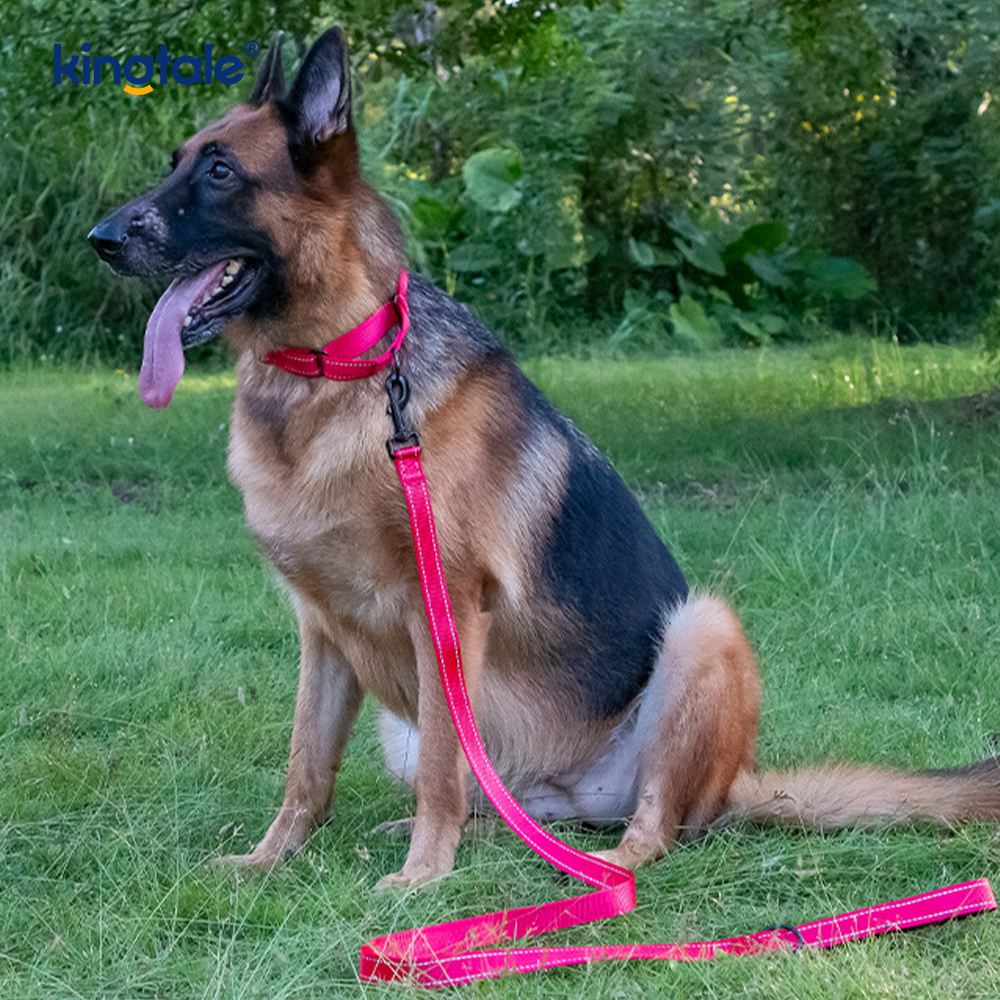 Mabilis na Paglabas Walang Pull Reflective Adjustable Nylon Martingale Dog Collar