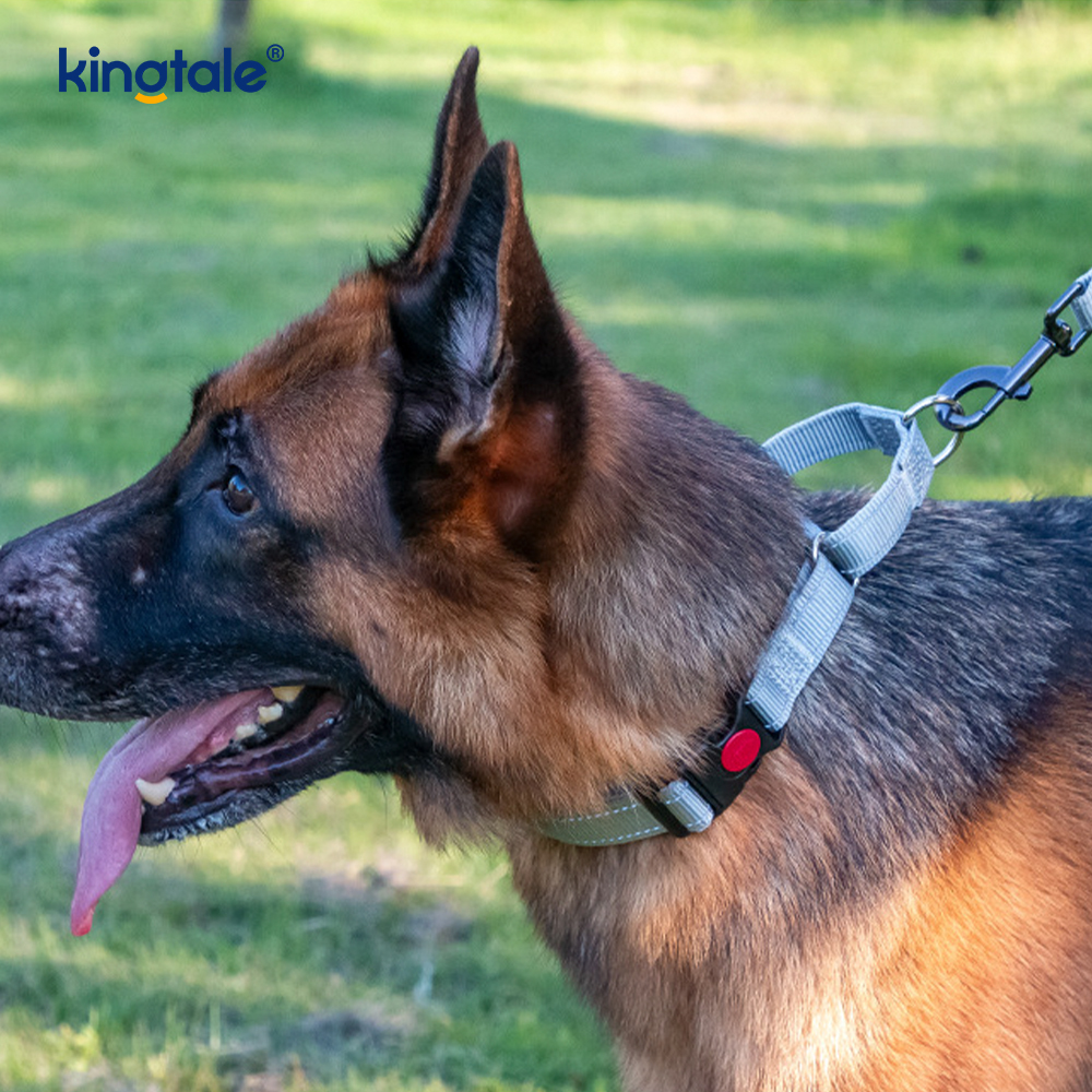 Mabilis na Paglabas Walang Pull Reflective Adjustable Nylon Martingale Dog Collar